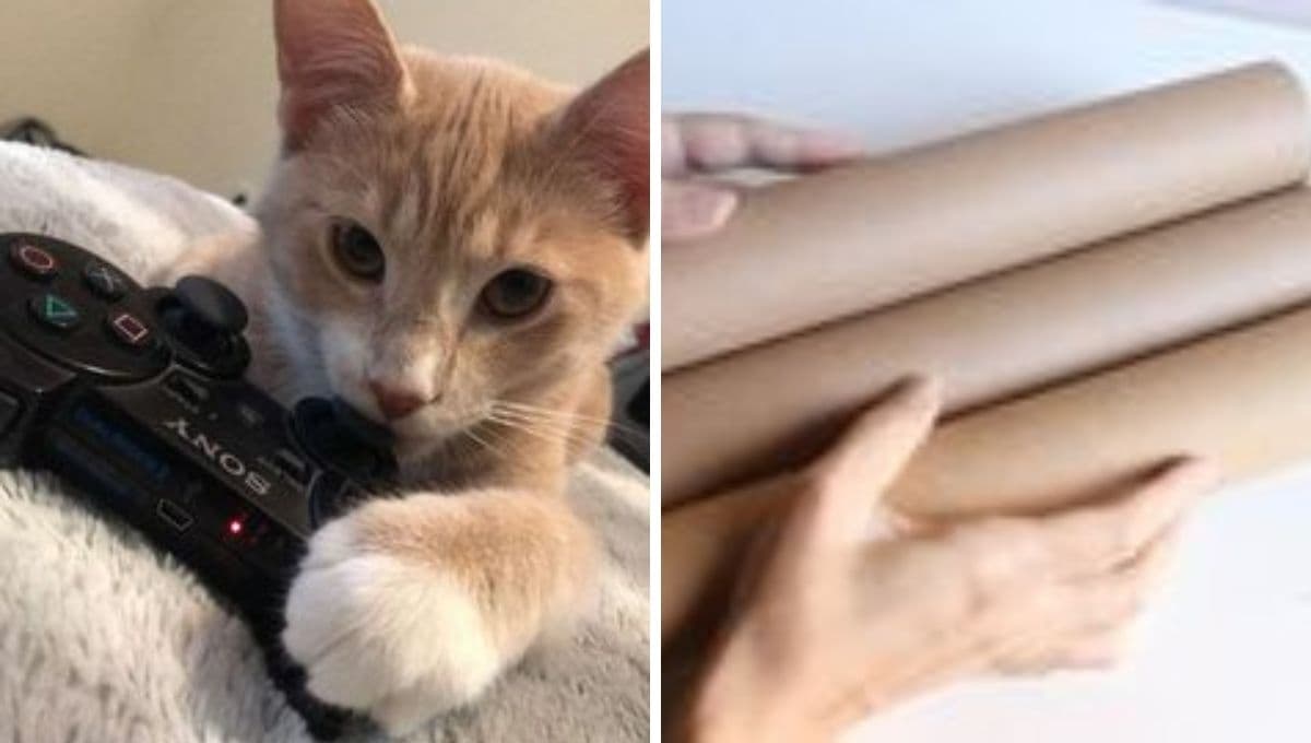 ¿Cómo hacer un juguete para gato con rollo de papel fácil pero bonito?
