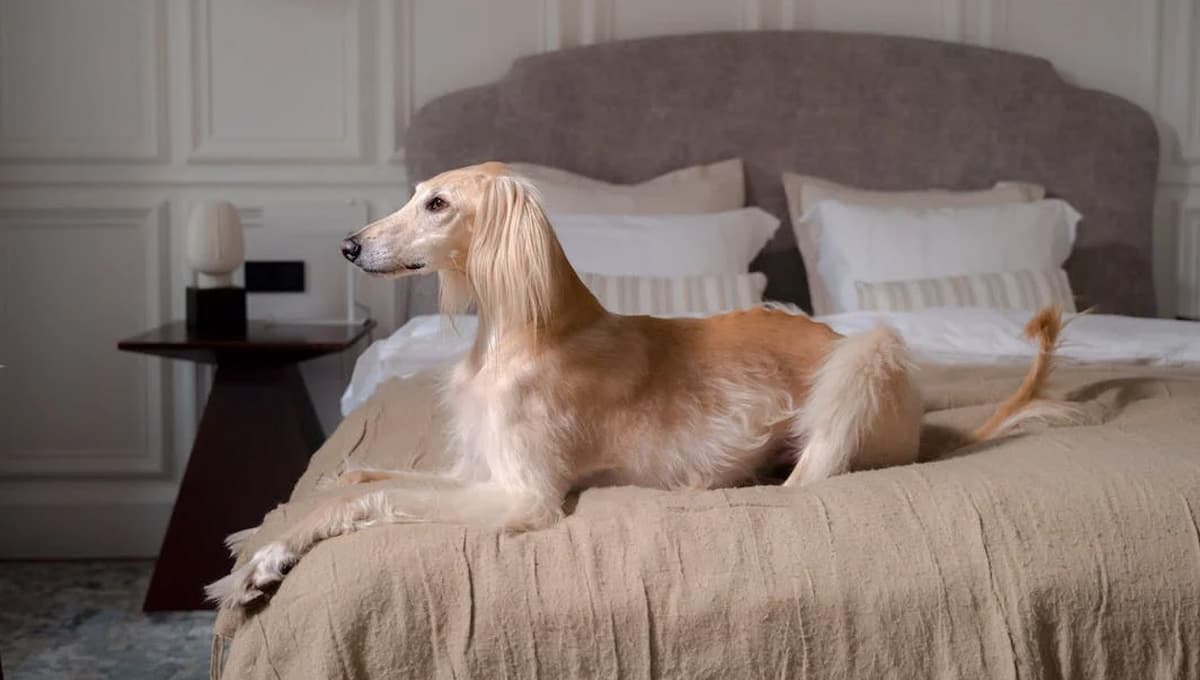 Cómo quitar los pelos de perro de las cobijas: trucos rápidos y efectivos