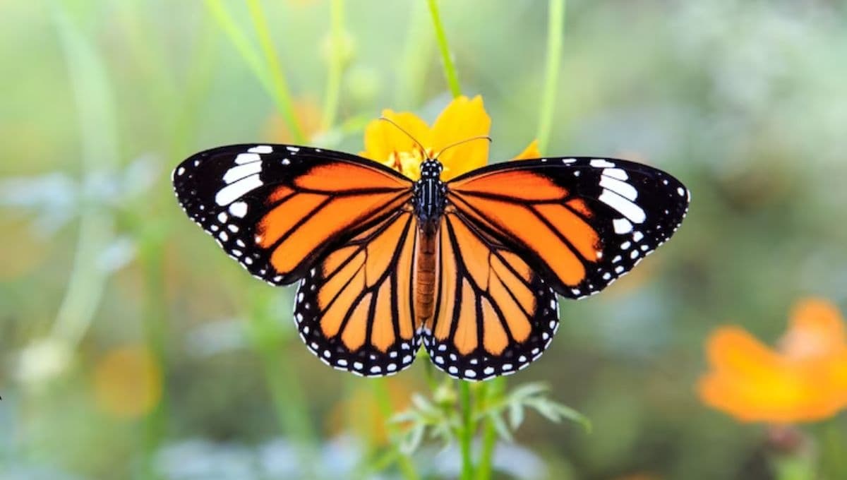 ¿Suerte, desgracia o amor? El significado de la mariposa naranja en tu vida