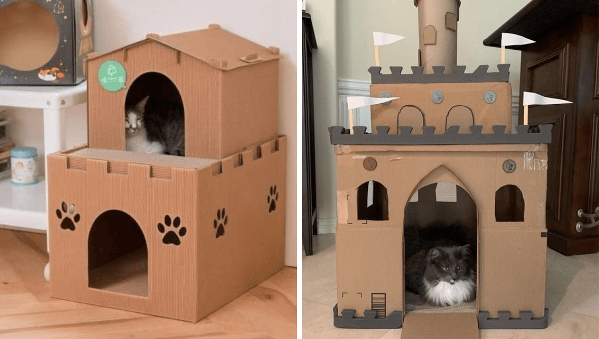 No tires tus cajas de cartón: 4 ideas para hacer una casa para gato