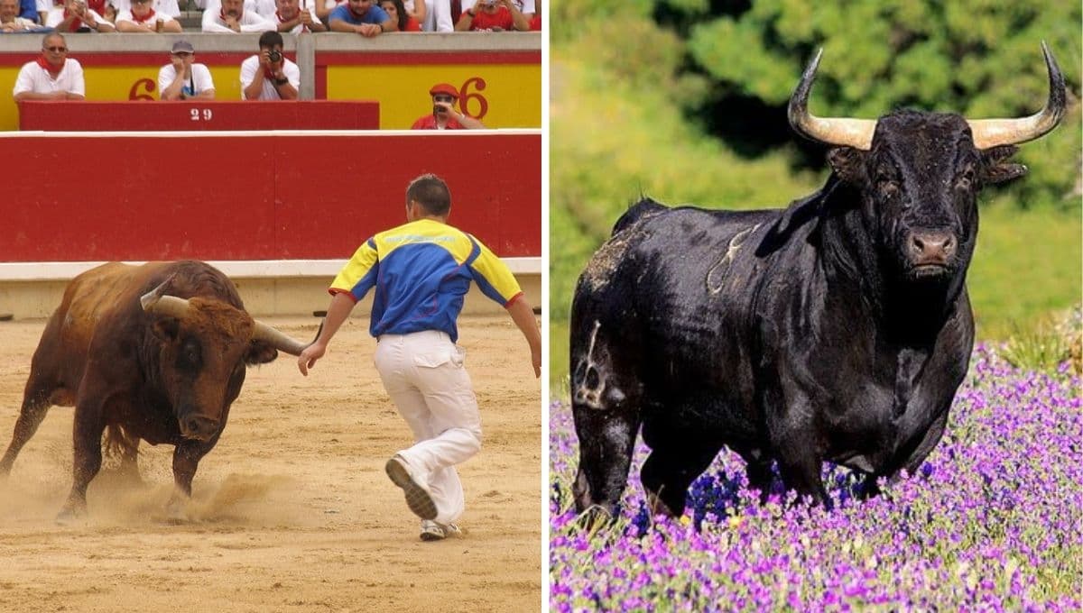 ¿El toro de lidia se extinguiría si se terminan las corridas de toros?