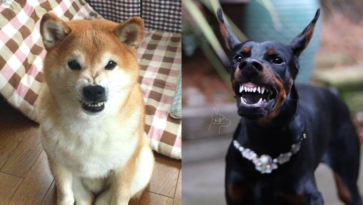 ¿Cómo saber si tu perro está resentido? 5 señales de que tu lomito se enojó contigo