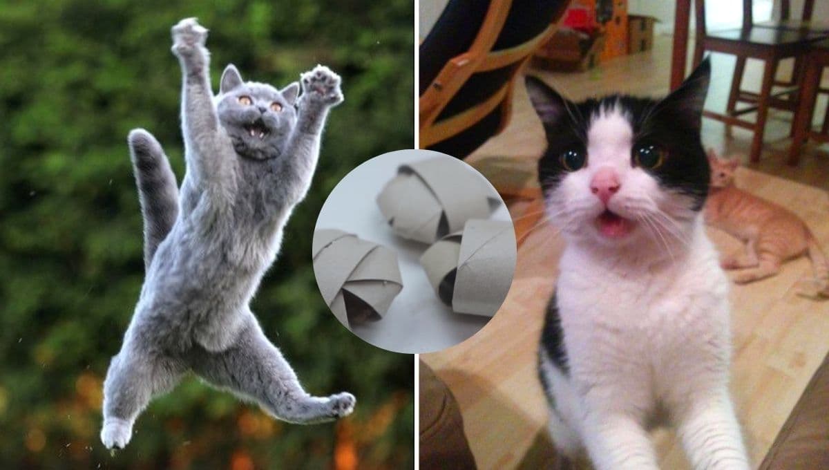 Manualidades con material reciclado: 4 juguetes para gato que puedes hacer con rollos de papel