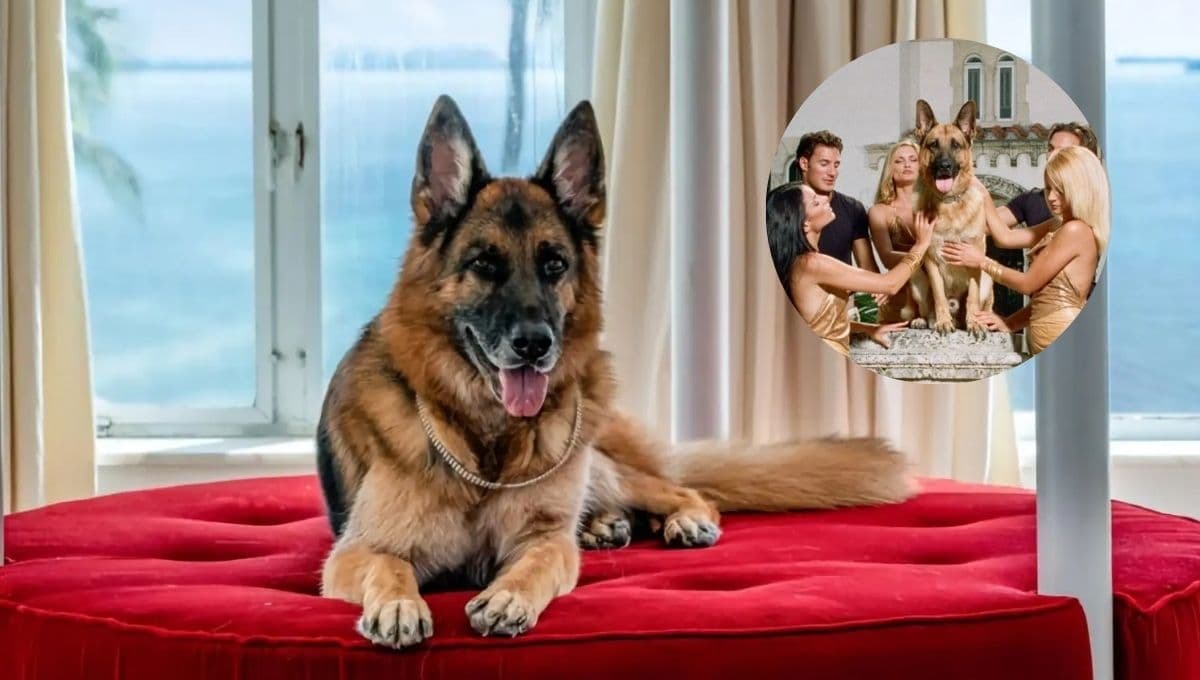 ¿Quién es Gunther, el perro MILLONARIO que tiene su propia miniserie en Netflix?