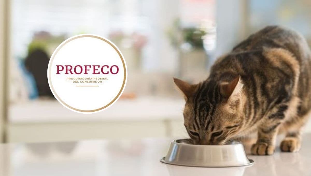Top 3 alimentos para gato con más proteína según Profeco