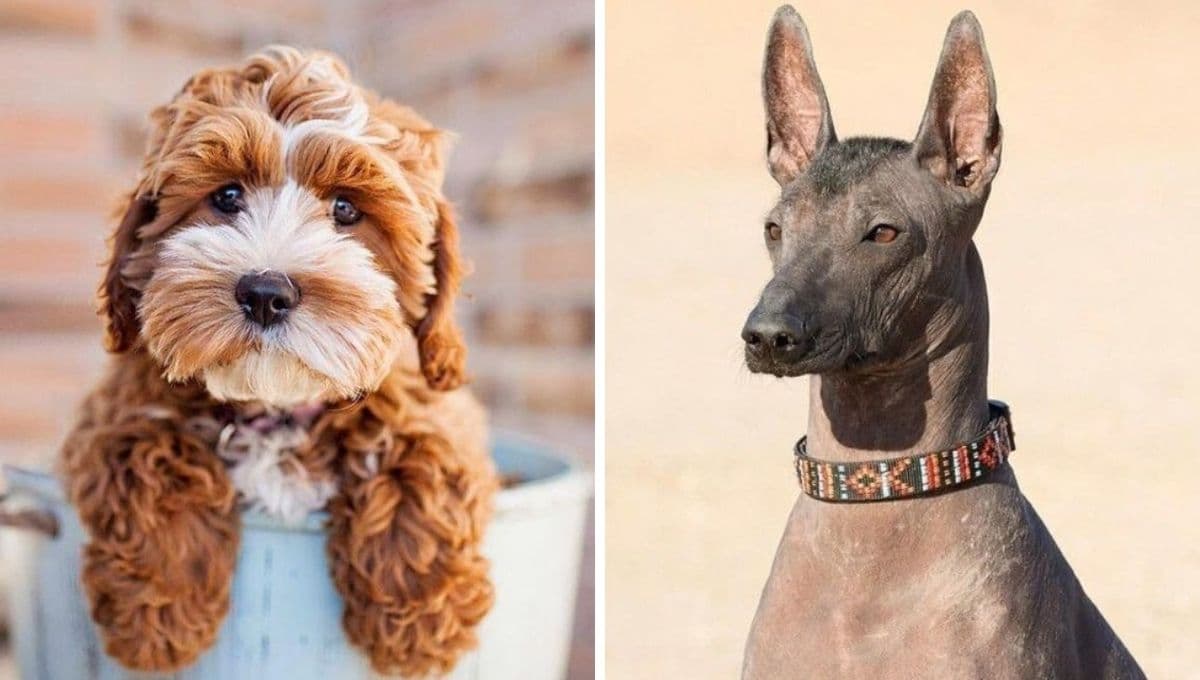 Top razas de perros más LIMPIOS: casi ni ensucian la casa