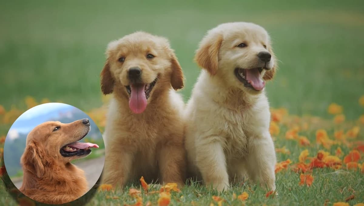 5 trucos para hacer muy FELIZ a un golden retriever