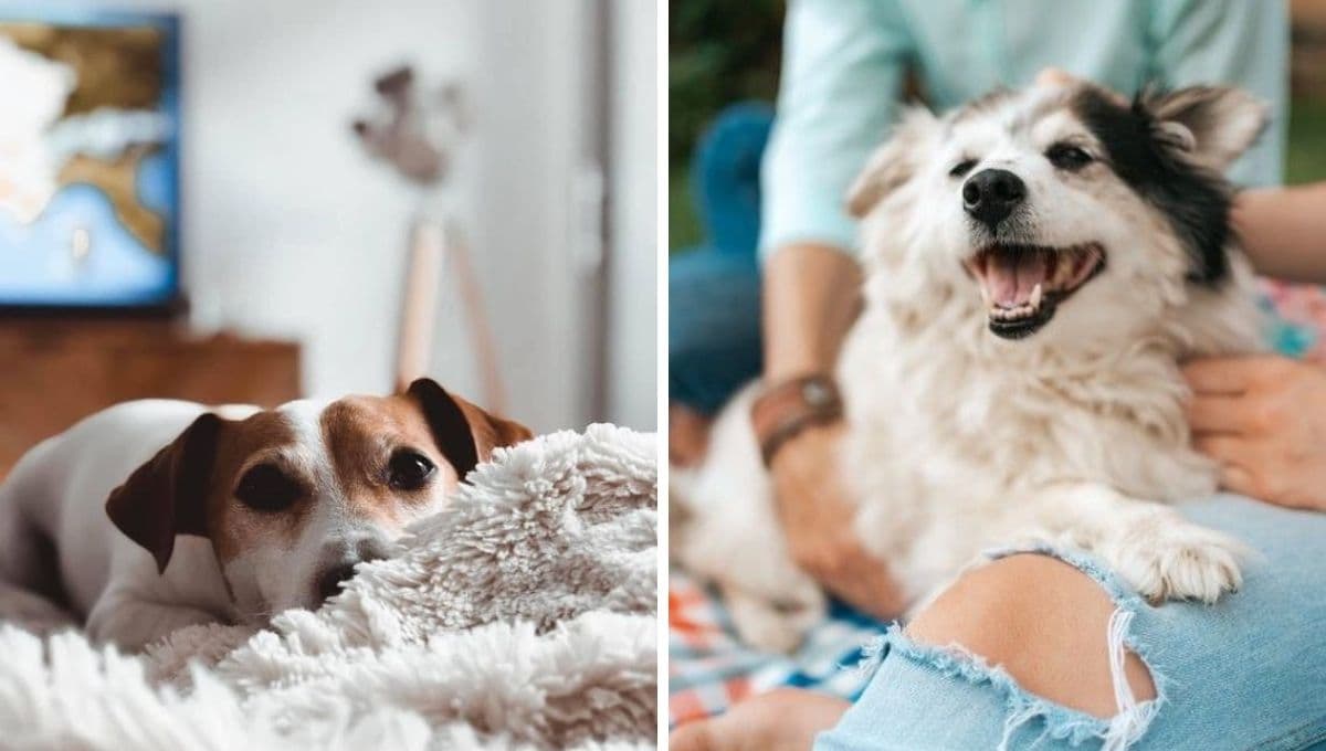 Cómo quitar los pelos de perro de la ropa fácil y rápido: trucos sencillos que sí funcionan