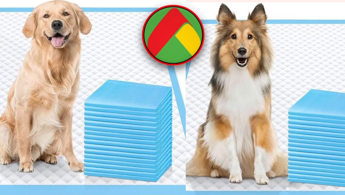 Aprovecha para que no ensucie: Bodega Aurrerá pone en oferta tapetes entrenadores para perro por tiempo limitado