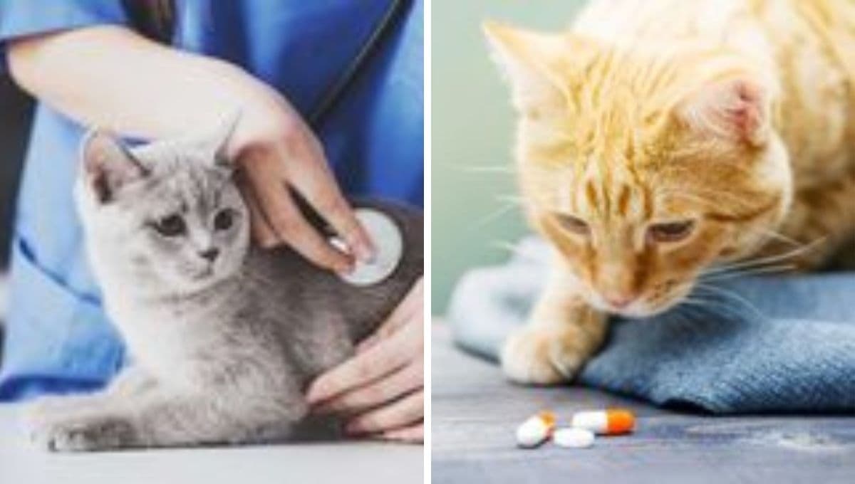 5 características clave de un gato ENFERMO que necesita ayuda