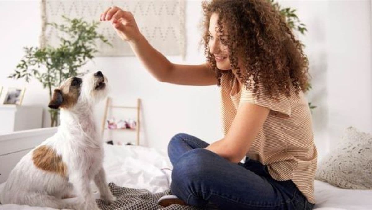 Perros y depresión: ¿cómo tener un lomito ayuda en la salud mental?