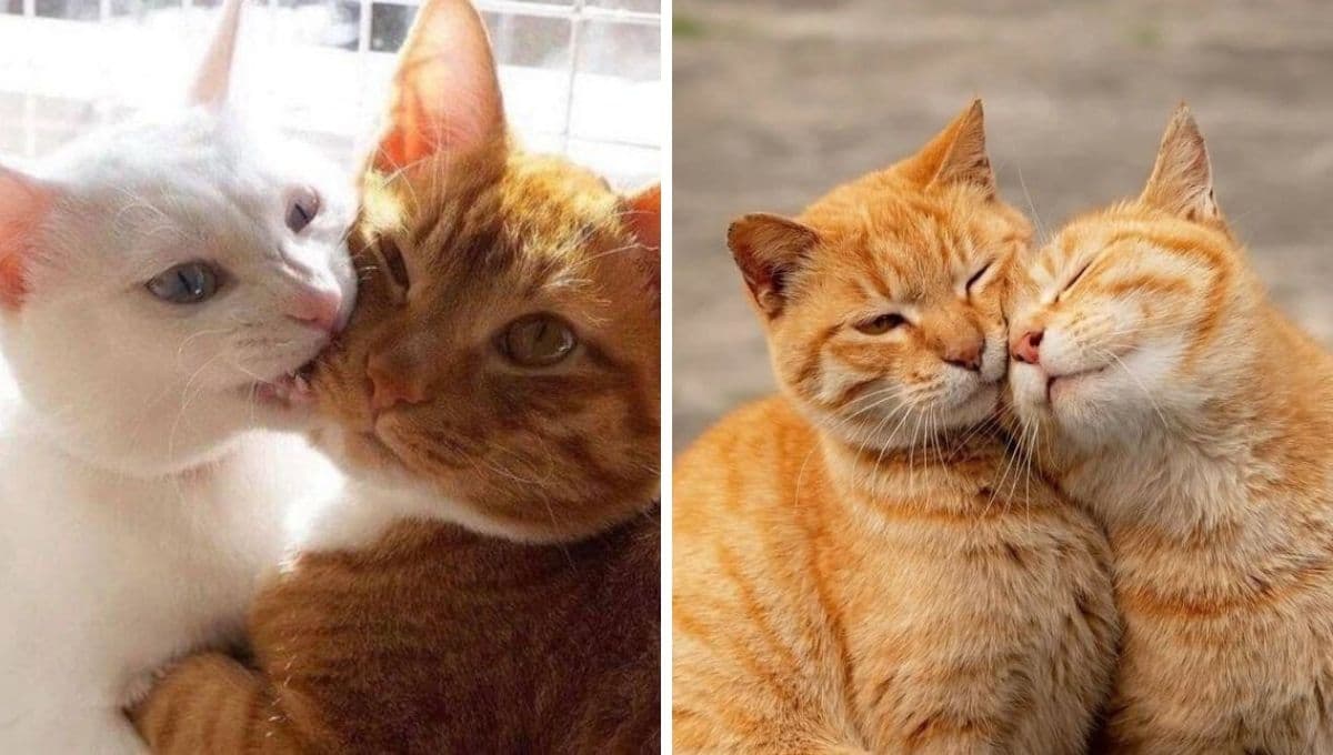 ¿Cómo ayudar a mi gato a superar la muerte de otro gato?