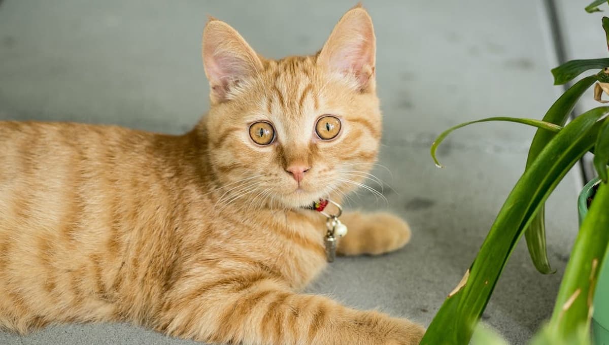 Día Mundial del Gato: ¿por qué se celebra el 20 de febrero?