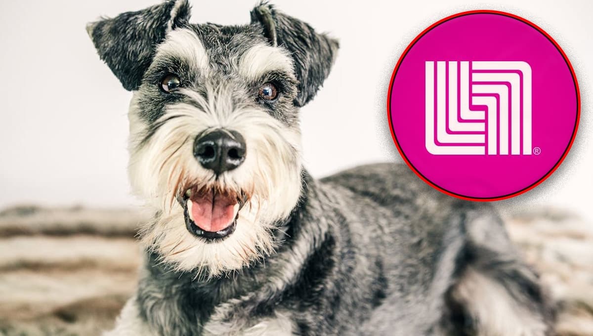 Liverpool pone a precio casi regalado cama para perro Schnauzer mini: calientita y cómoda