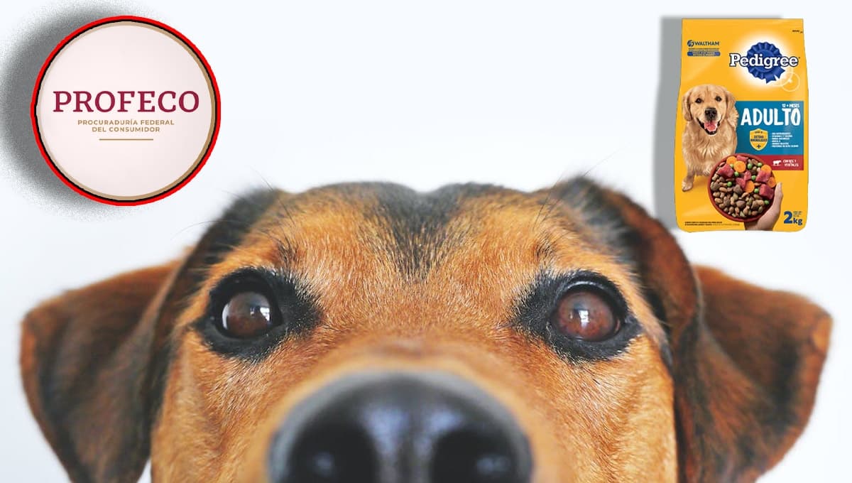 Croqueta Pedigree para perro: ¿es bueno o malo? Esto dice Profeco