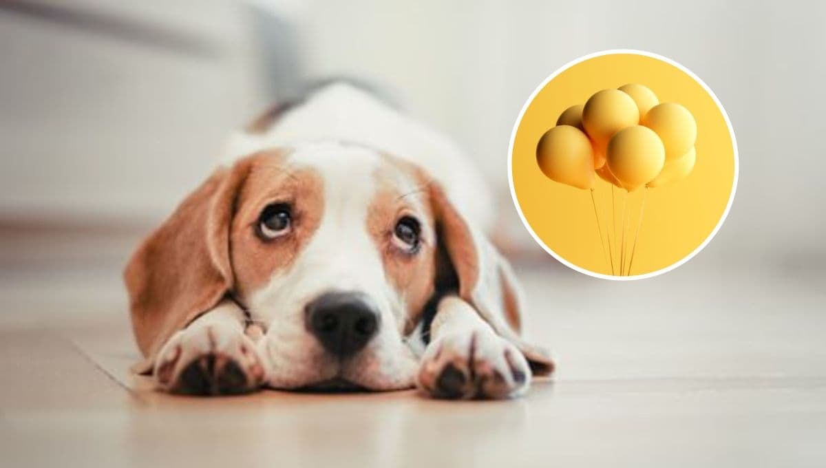 ¿Qué significa cuando los perros le ladran a los globos?