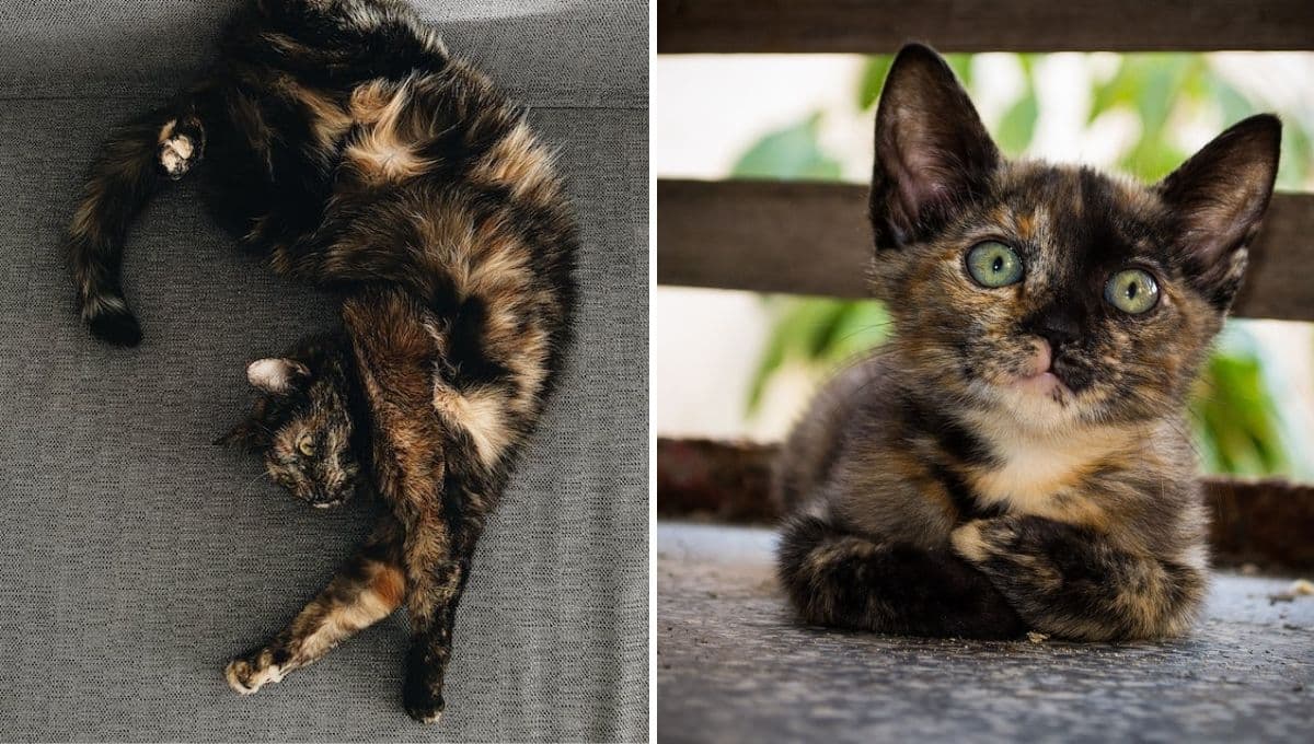 Gatos carey: ¿qué significa tener uno y por qué son tan especiales?