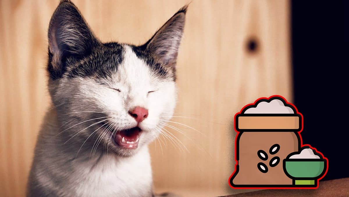 Arroz para gatos: ¿de cuál pueden comer y cuánto es suficiente?