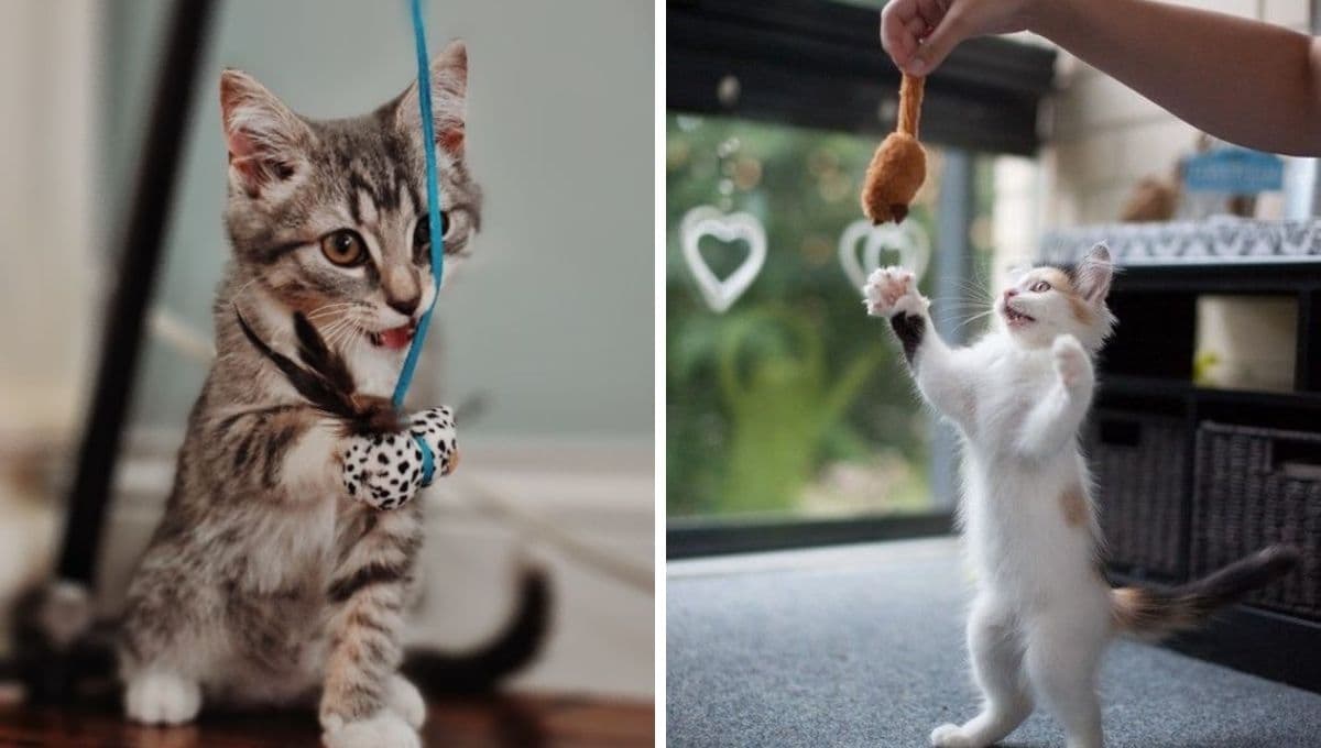 Juguetes caseros para calmar gatos inquietos: 4 ideas para cansar michis hiperactivos