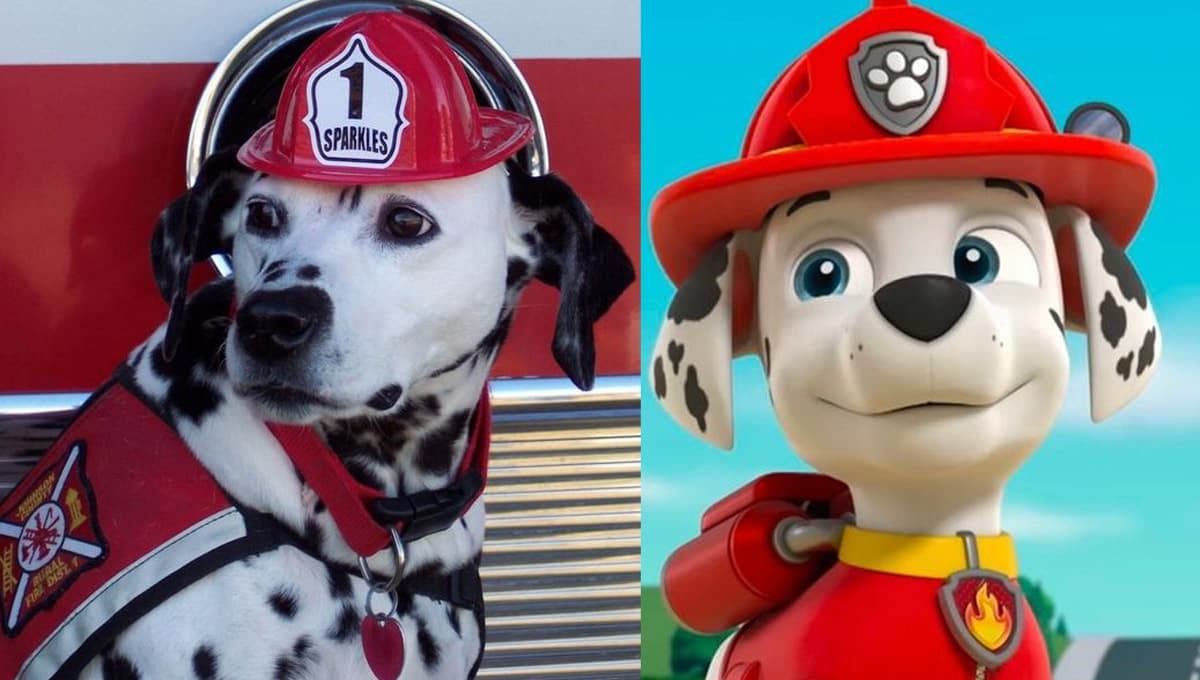 5 datos de los perros Dálmatas que te sorprenderán: la raza de Marshall en la vida real