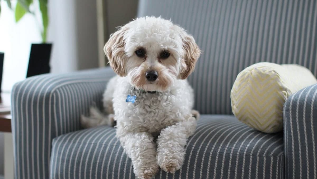 Cómo quitar los pelos de los perros del sillón: trucos fáciles de los expertos