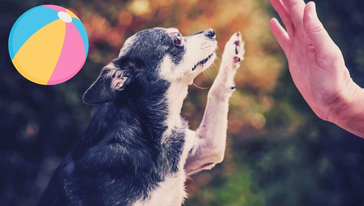 ¿Cómo jugar con un perro viejo? 3 formas de hacerlo feliz sin importar su edad
