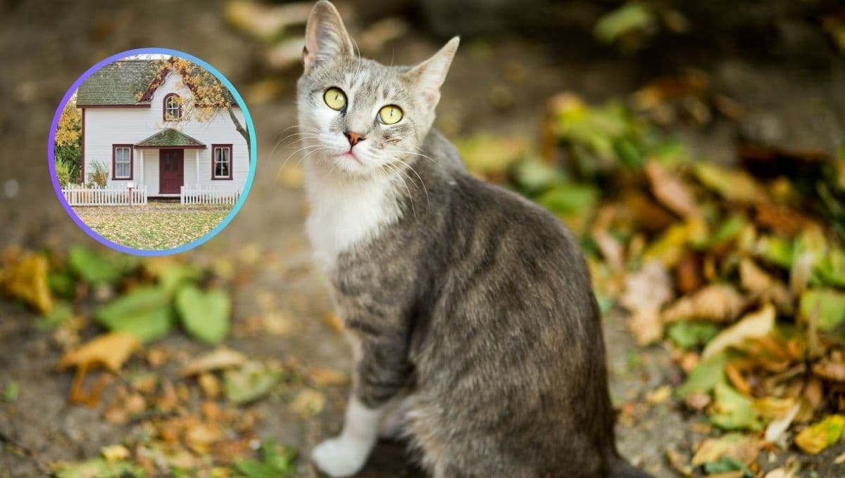 5 curiosidades de los gatos que nos demuestran por qué son las mejores mascotas