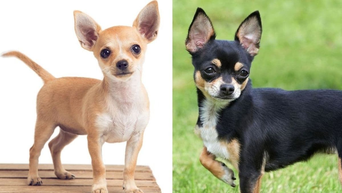 Perro Chihuahua: estas son 3 razones por las que son agresivos y siempre tiemblan