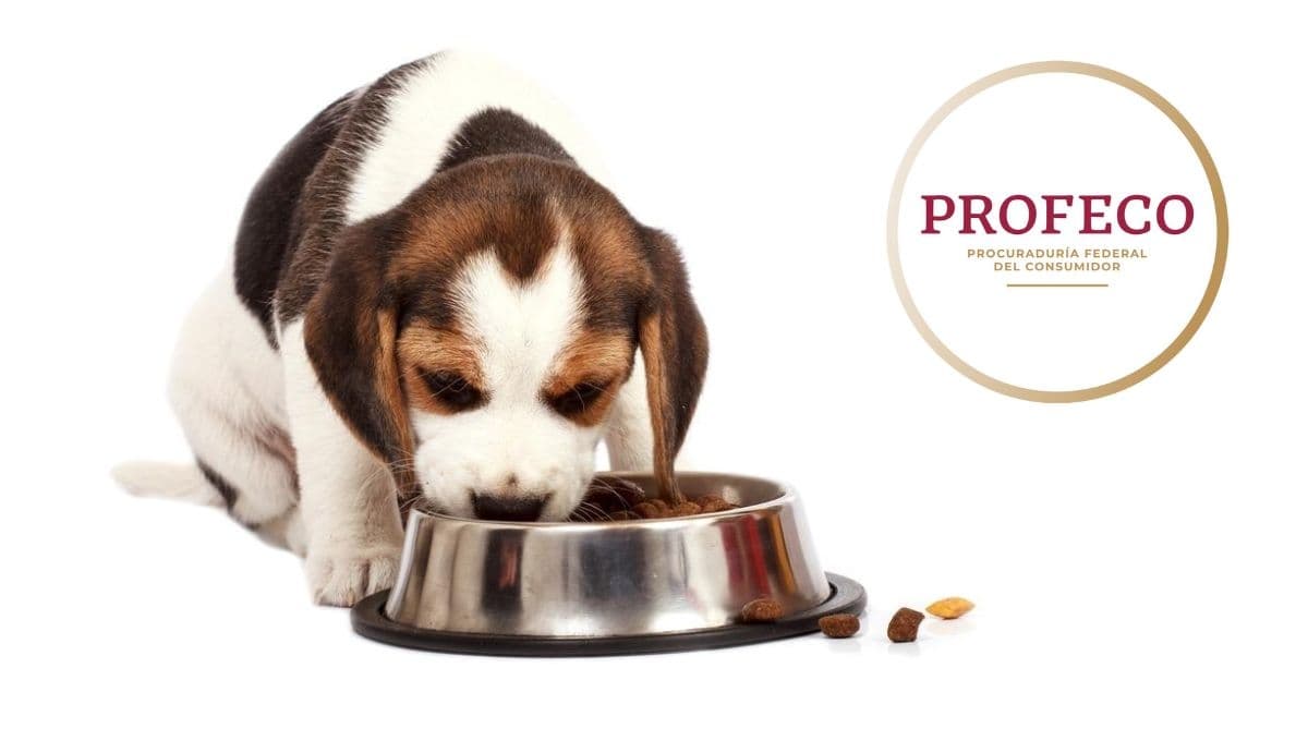 Top 3 croquetas del súper que salen económicas pero buenas según Profeco