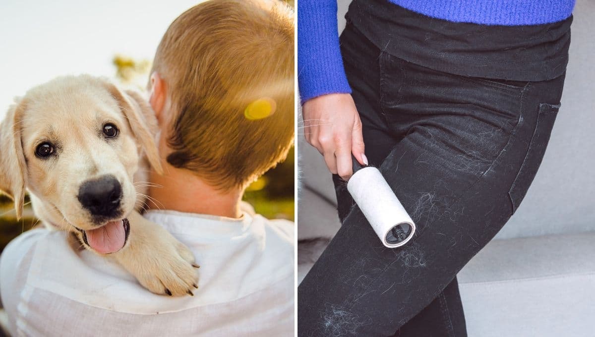 Cómo quitar los pelos de perro de la ropa en la lavadora: trucos fáciles de los expertos