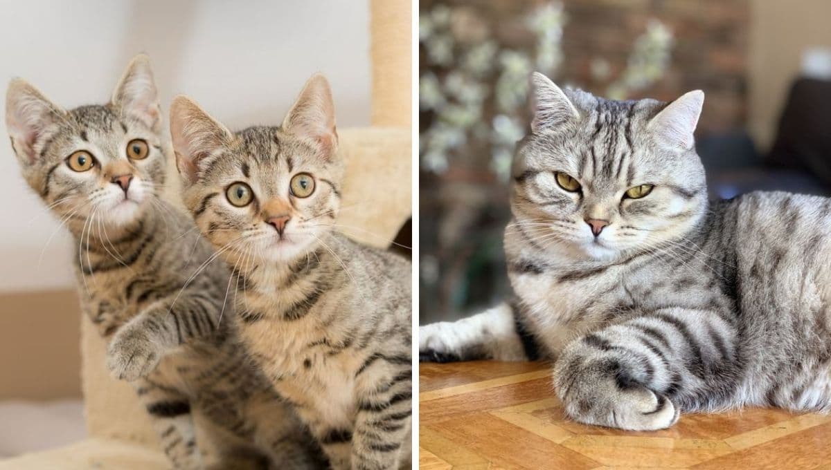 Top razas de gatos más tranquilos: son cariñosos y bien portados