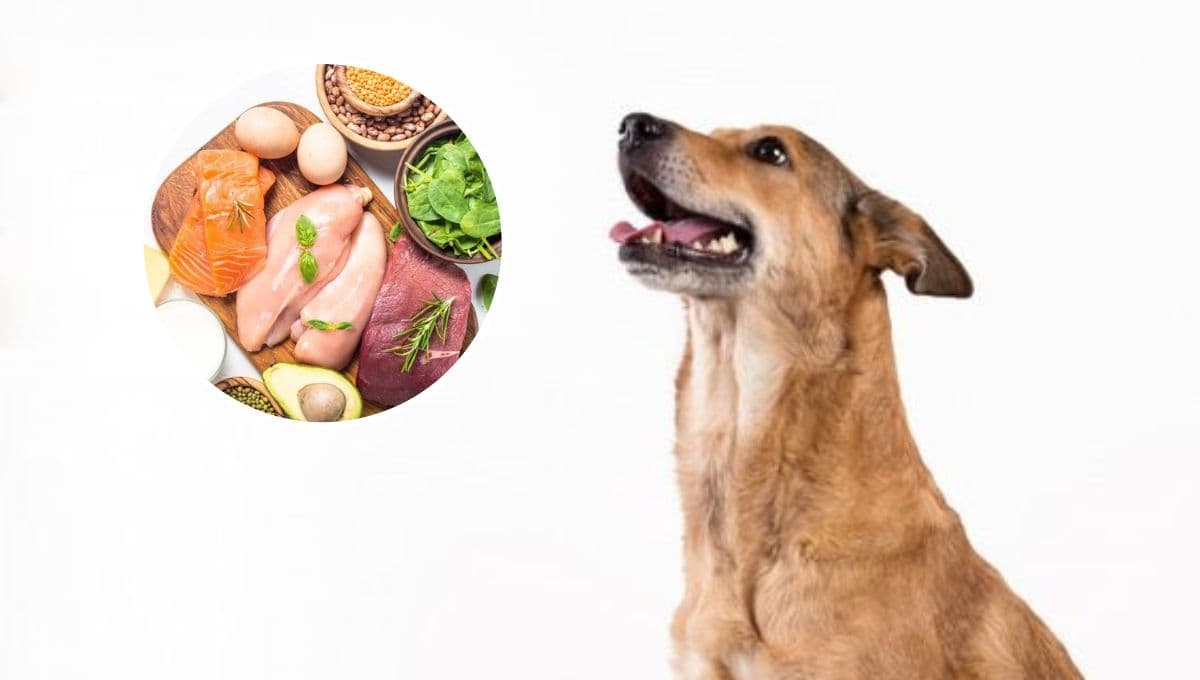 Top 3 mejores proteínas naturales para perros