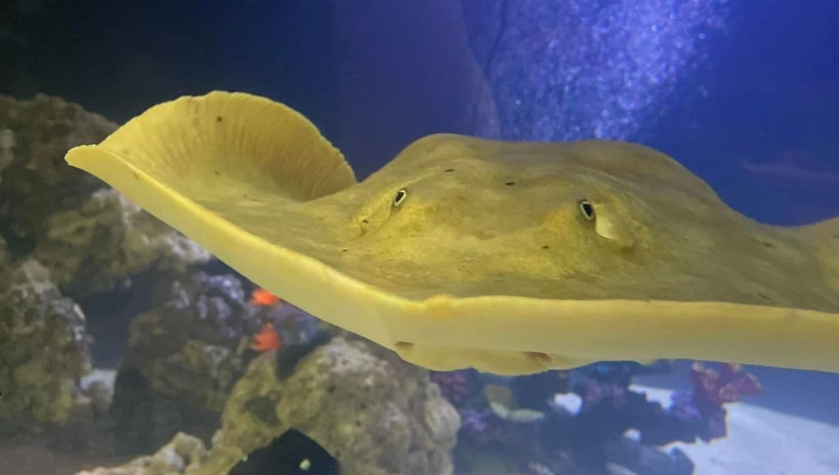 ¿Una mantarraya se embarazó de un tiburón?: el misterioso caso de Charlotte y su cría