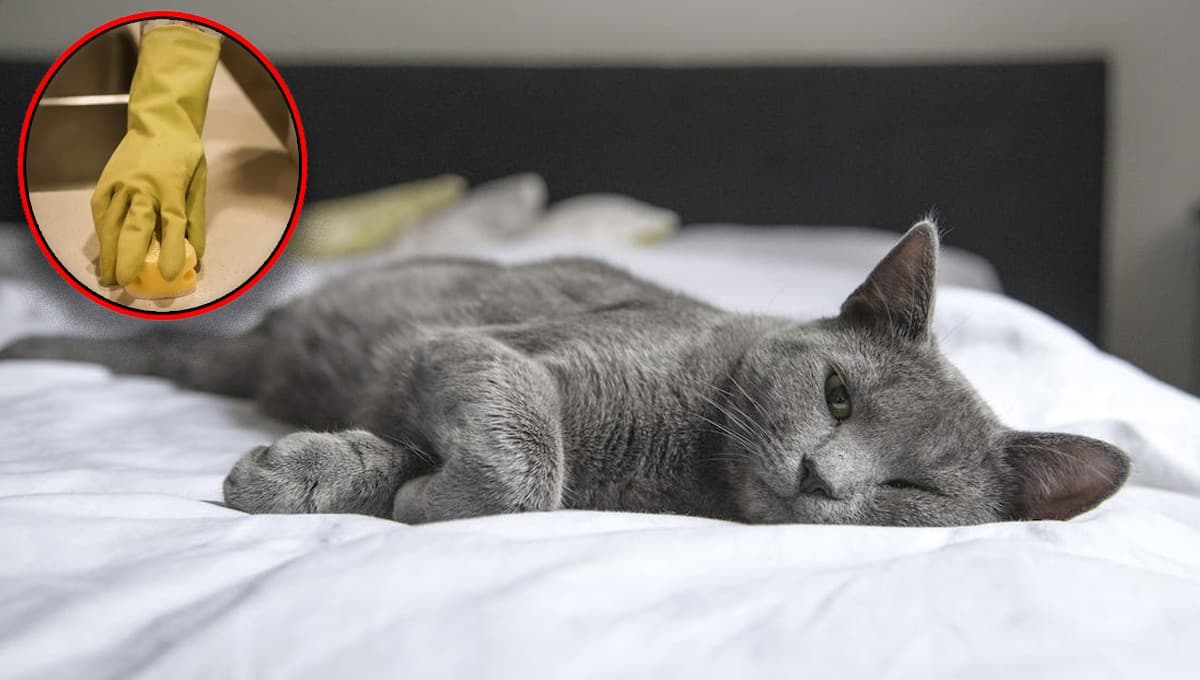 Así puedes quitar los pelos de gato con un guante casero: fácil y rápido