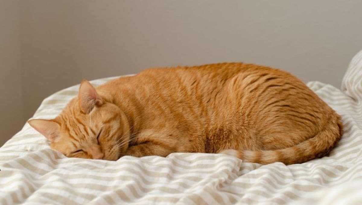 5 trucos fáciles para quitar pelos de gato de la cama: soluciones efectivas