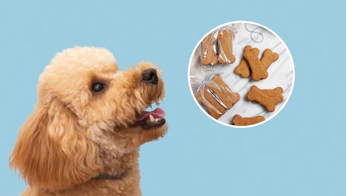 Top 3 snacks congelados para mascotas: recetas fáciles para el calor