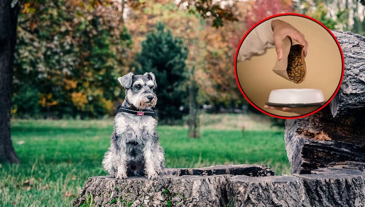 Perros Schnauzer: top 3 mejores alimentos que les puedes dar