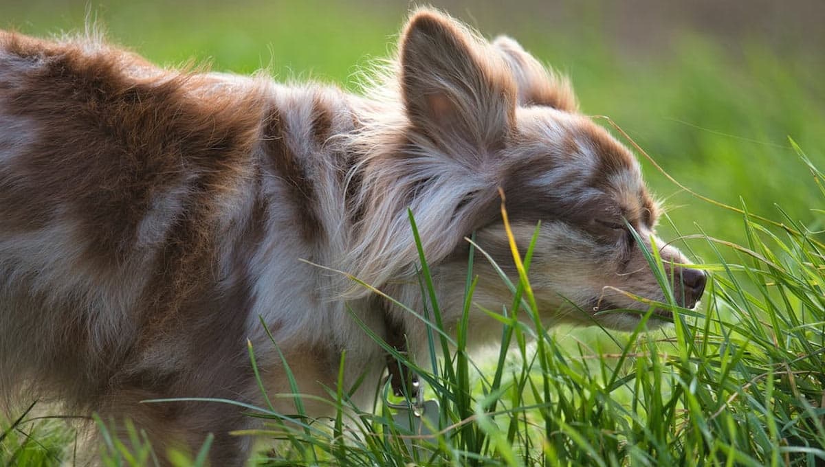 Top 3 alimentos más buenos para el pelo de los perros