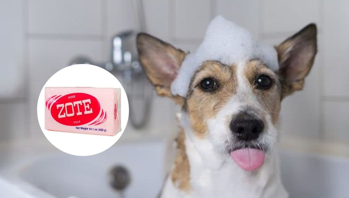 ¿Qué pasa si baño a mi perro con jabón Zote?