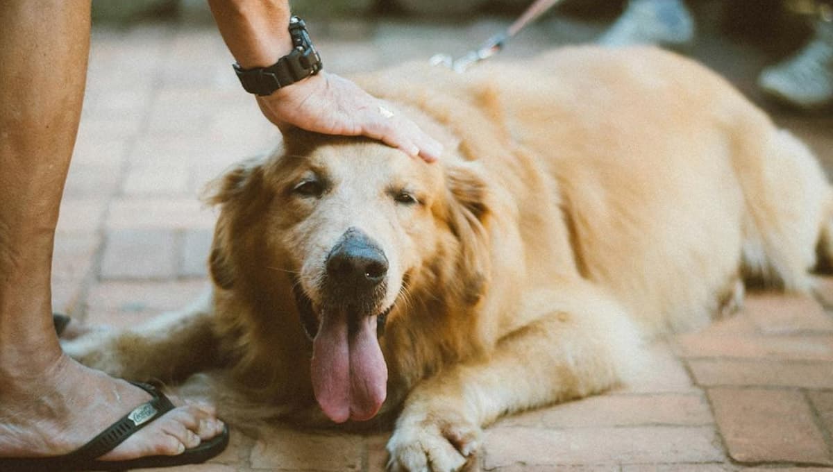 ¿Cómo son los perros Golden Retriever con los niños?