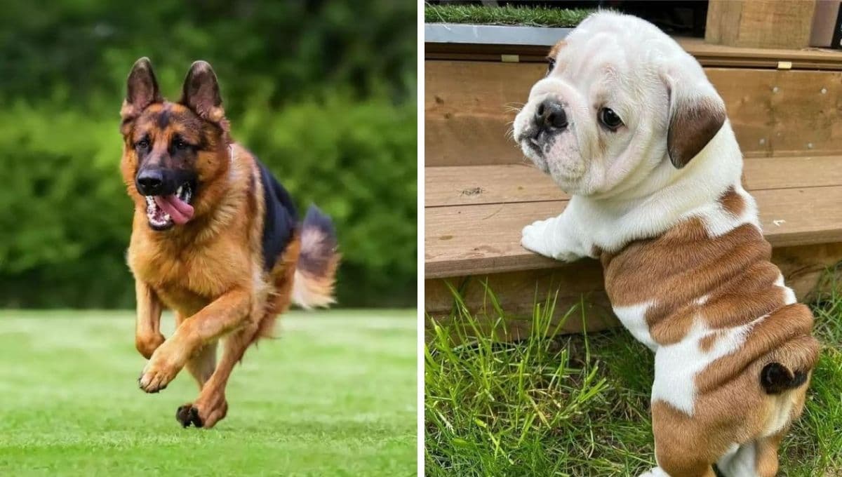 Top razas de perros más populares en Estados Unidos