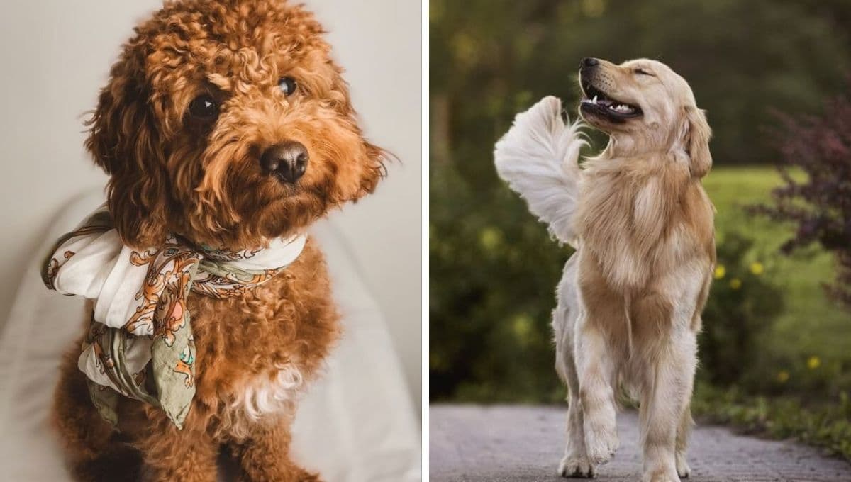 Top razas de perros más fieles y obedientes: son cariñosos y bien portados