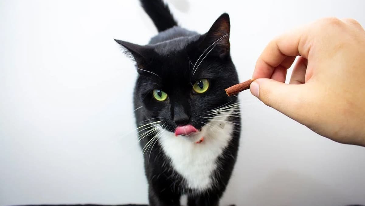 Cómo hacer que un gato sin apetito coma: consejos de los expertos