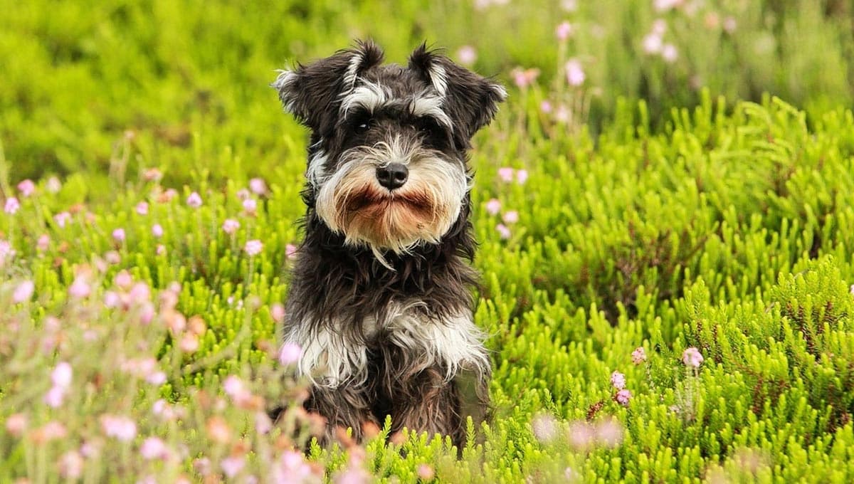 Nombres para perros Schnauzer con su significado