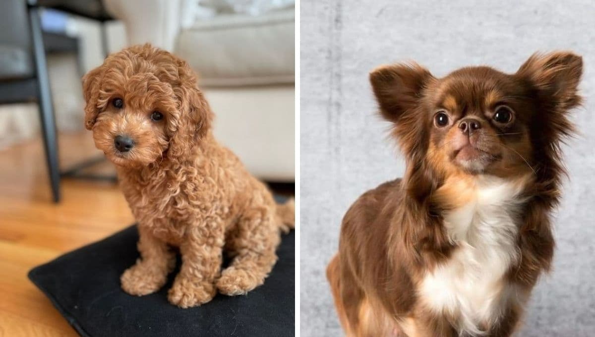 Top razas de perros que pueden vivir más de 20 años