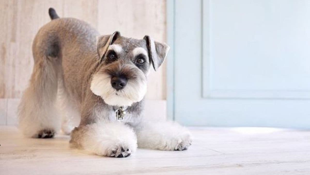 Top 3 mejores zonas para acariciar a un perro Schnauzer
