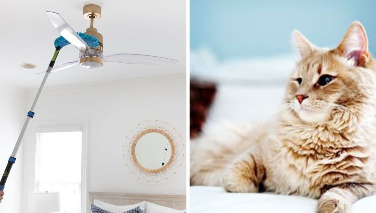 Cómo eliminar el pelo del gato del ambiente: trucos para mantener la casa limpia