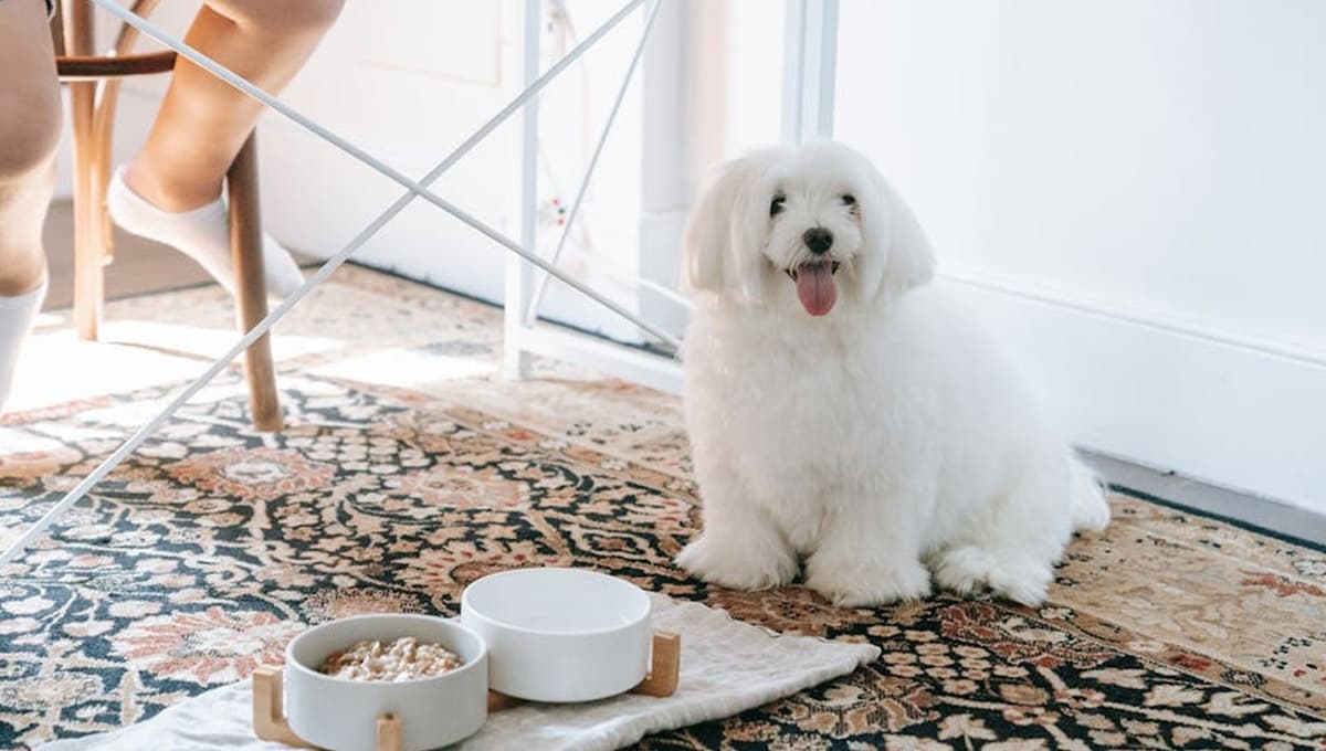 3 soluciones para un perro no quiere comer croquetas