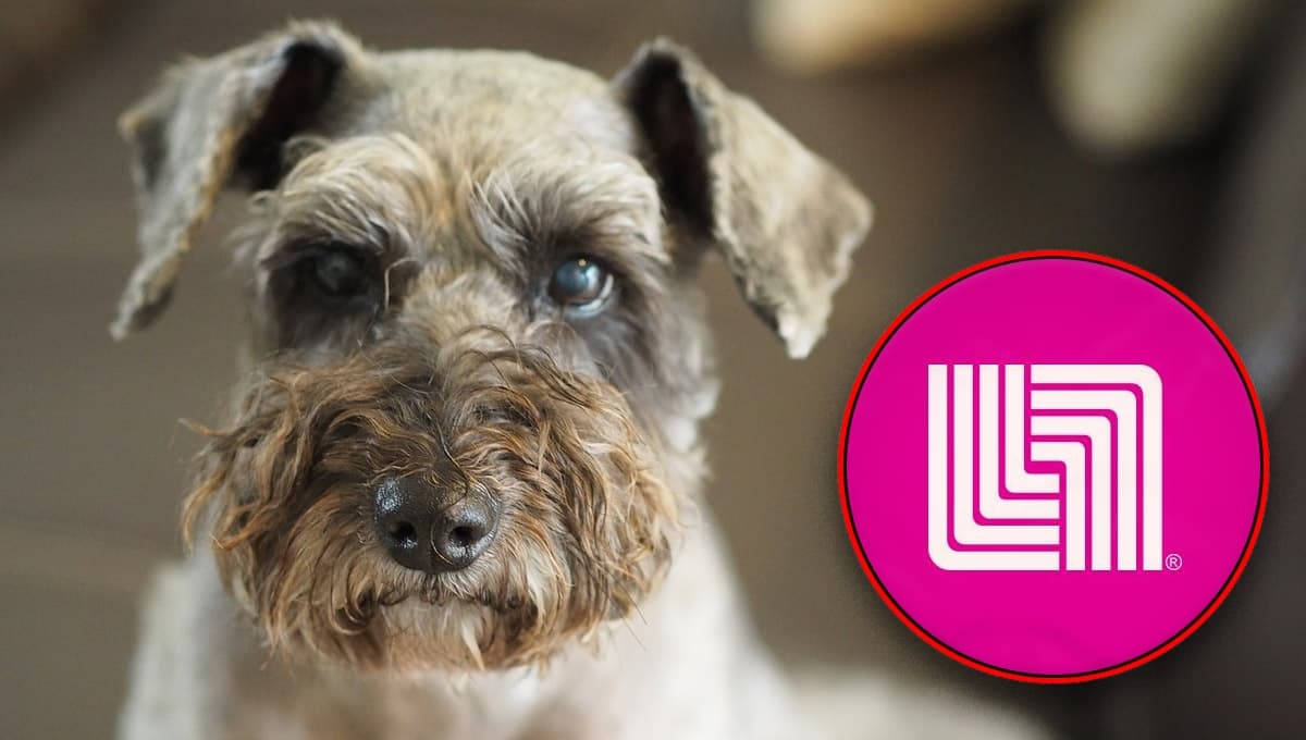 Liverpool pone a precio casi regalado bebedero Zoopet perfecto para perros Schnauzer