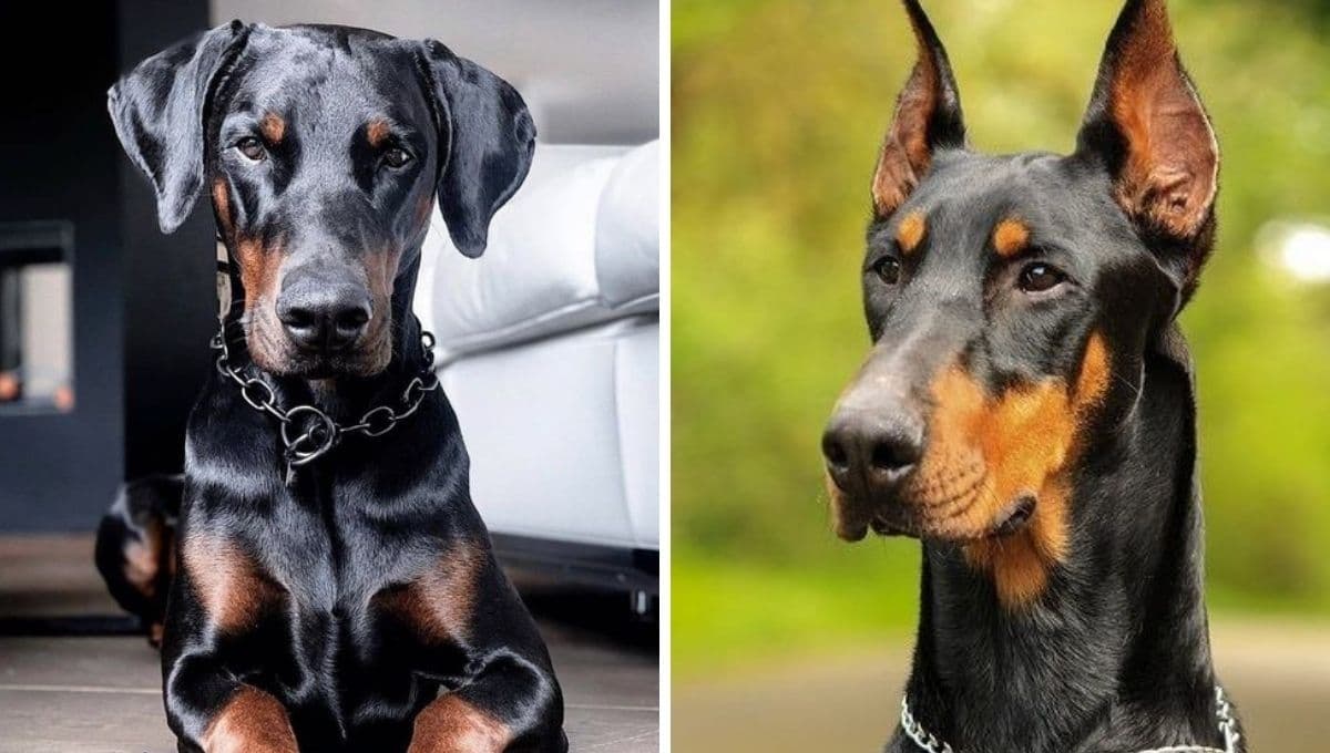 ¿Por qué no es bueno cortarle las orejas a los perros? 3 razones suficientes para jamás hacerlo